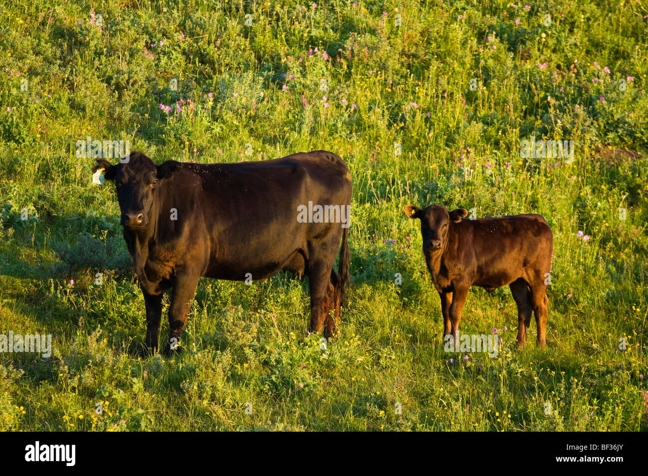 Livestock - Black Angus cow and calf on the slopes of a green pasture at sunrise / Alberta, Canada. Stock Photo