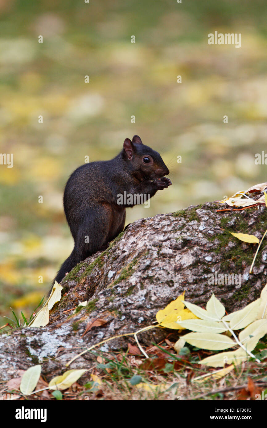Black squirrel Sciurus carolinensis melanistic subgroup Grey Gray Stock Photo