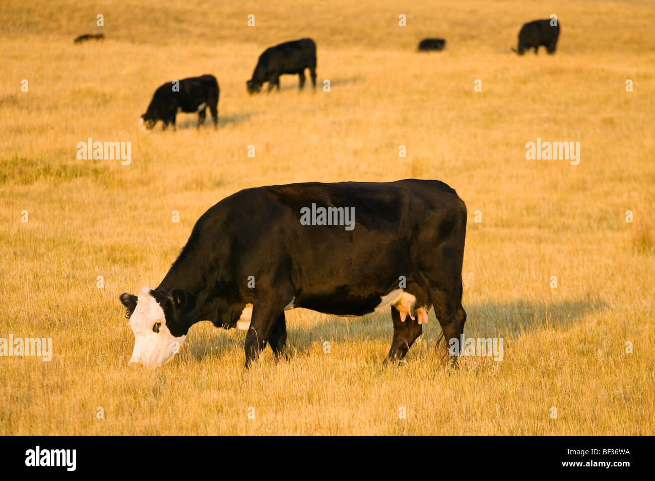 Livestock - Black Baldie cow grazing on a pasture of cured grass in early Autumn / Alberta, Canada. Stock Photo