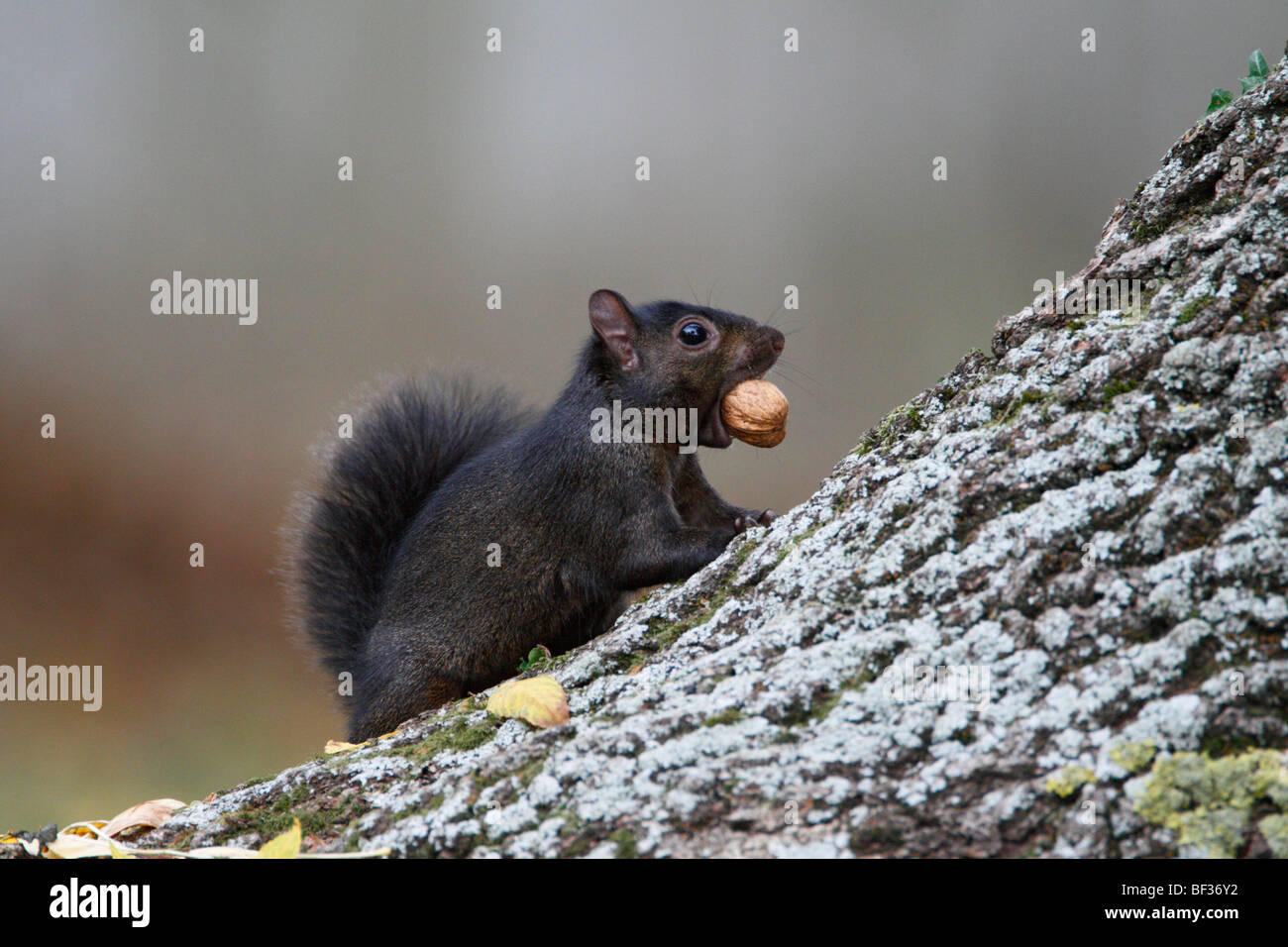 Black squirrel Sciurus carolinensis melanistic subgroup Grey Gray Stock Photo