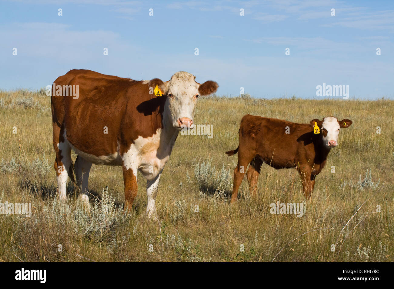 Livestock - Hereford cow and crossbreed calf on a late summer native prairie / Alberta, Canada. Stock Photo