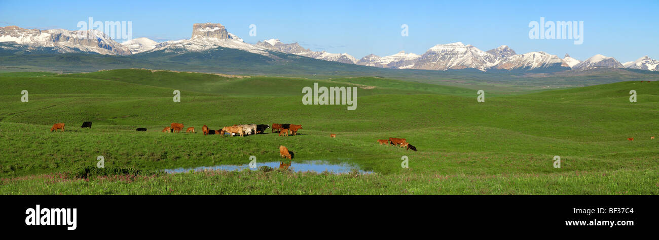 Mixed breeds of beef cows and calves assemble beside a pond after sunrise in a foothills pasture near Canadian Rockies / Canada. Stock Photo