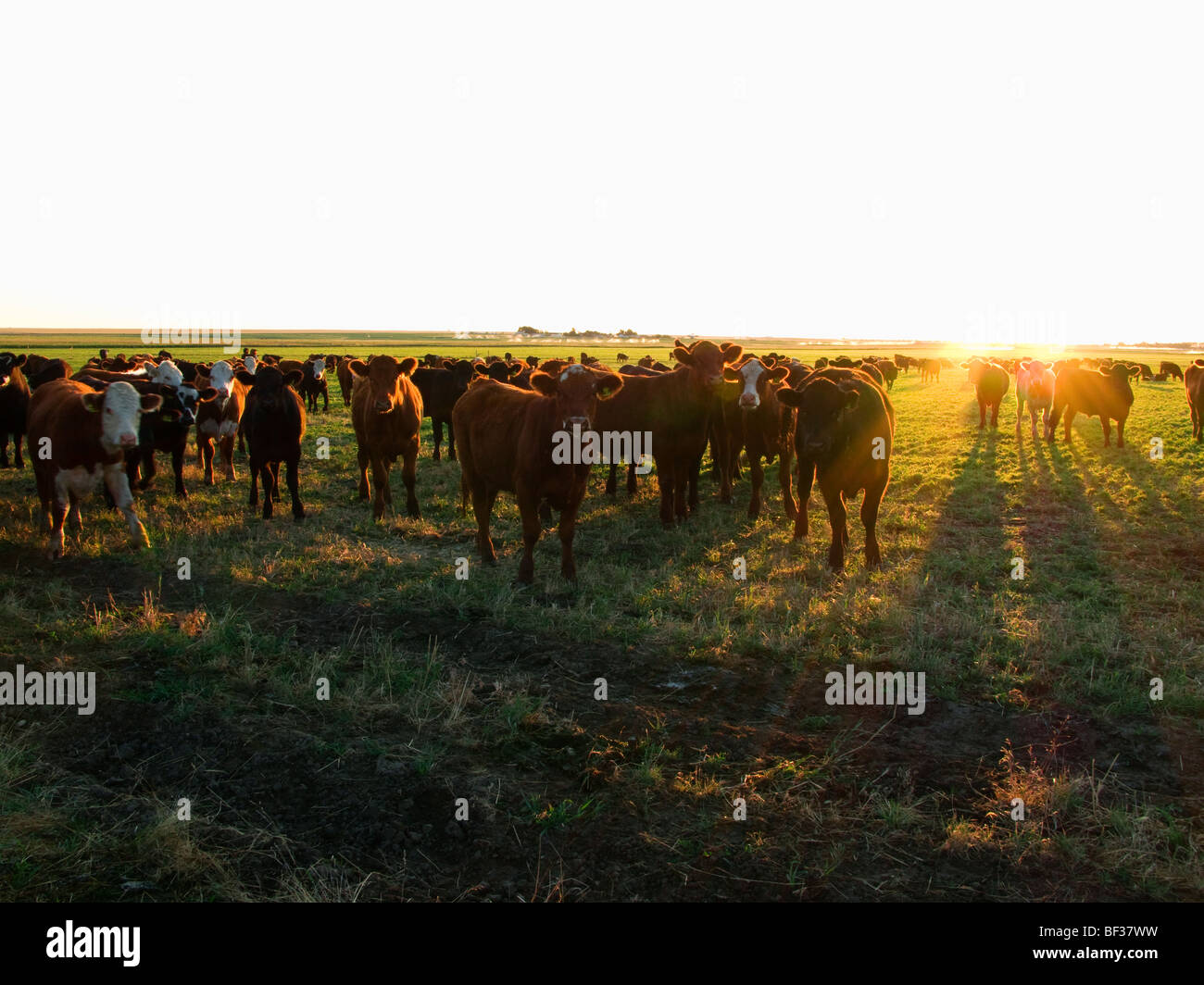 Livestock - Herd of beef steers on a green pasture backlit by the sunrise / Alberta, Canada. Stock Photo