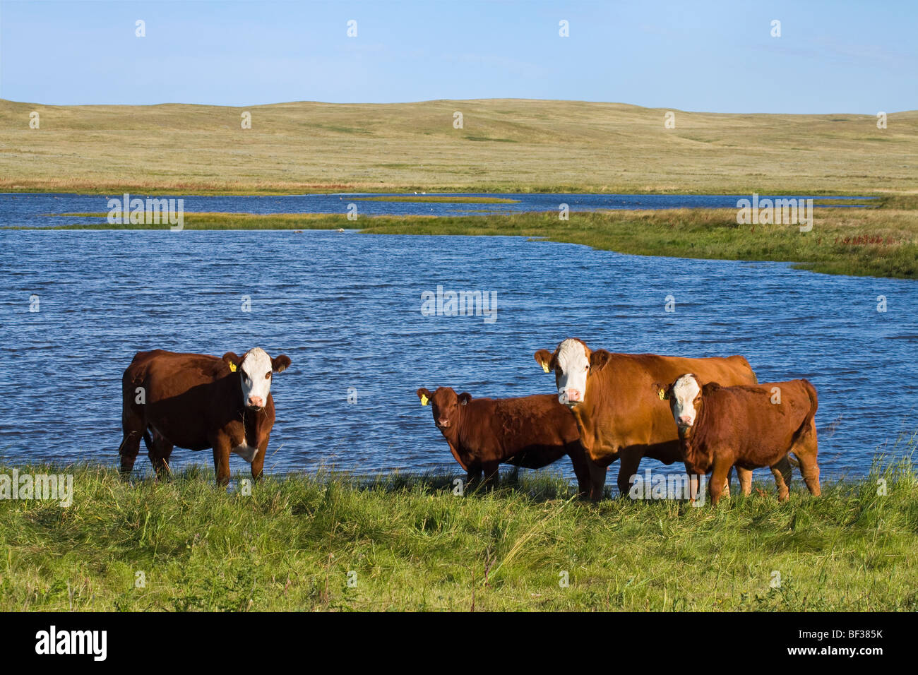 Livestock - Red white-faced beef cows and calves on native prairie along the edge of a prairie lake / Alberta, Canada. Stock Photo