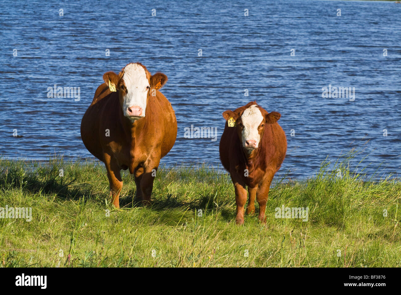 Livestock - Red white-faced beef cow and calf on native prairie along the edge of a prairie lake / Alberta, Canada. Stock Photo