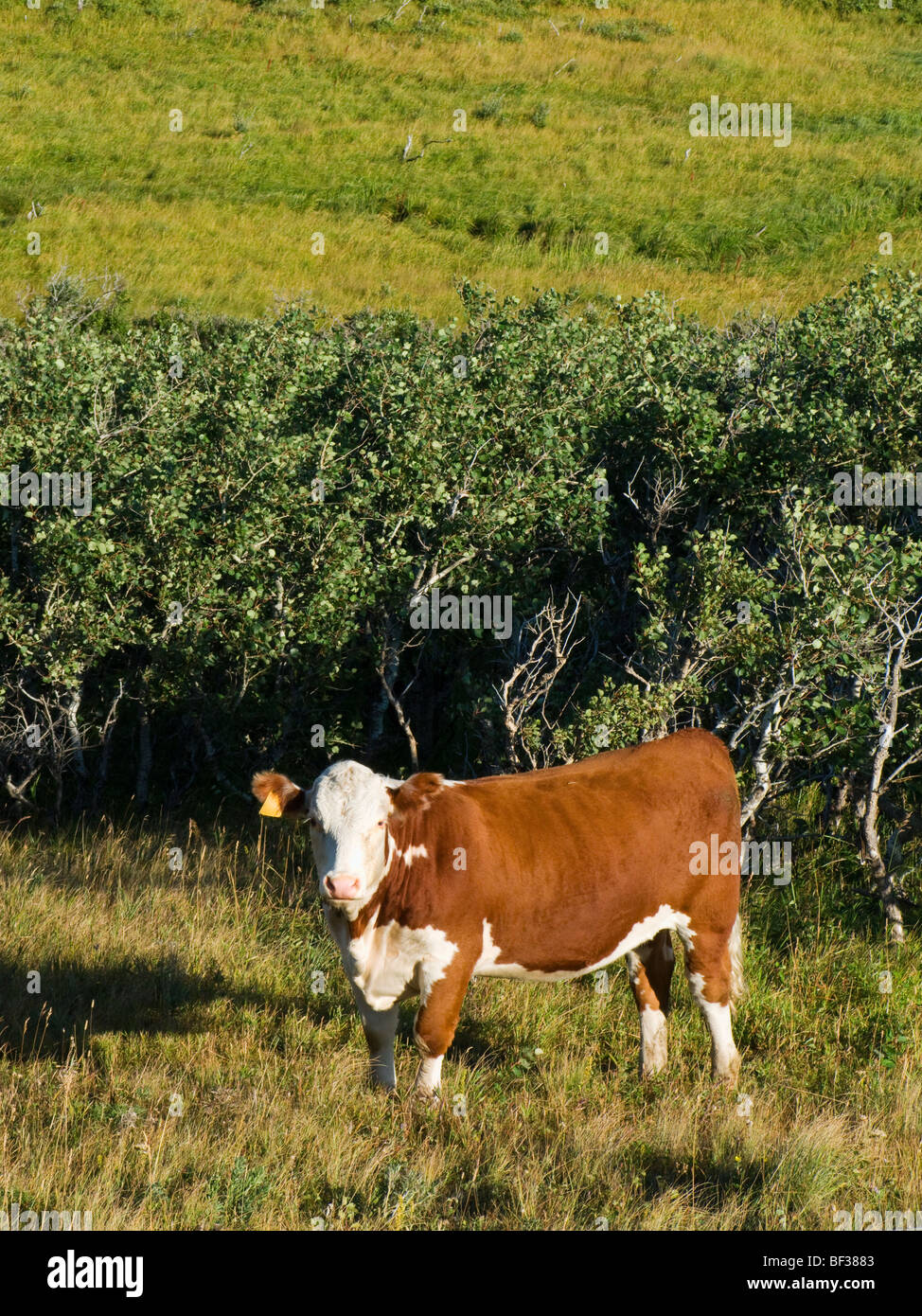 Livestock - Hereford heifer on native mountain rangeland / Alberta, Canada. Stock Photo