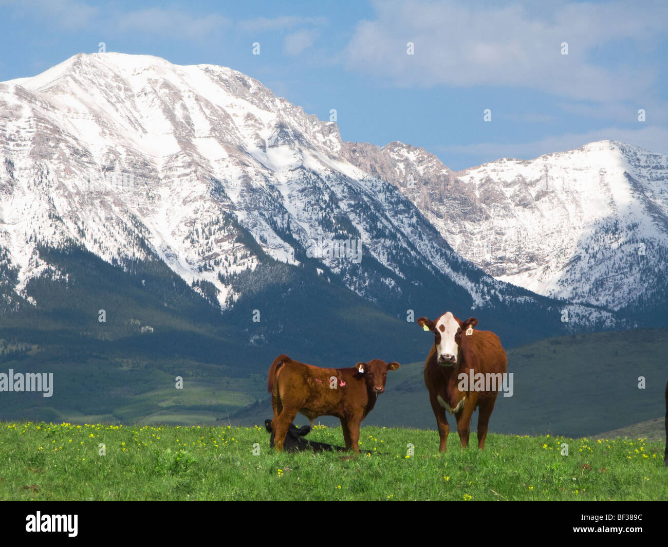 Livestock - Crossbred beef cow on a foothill pasture with snow covered Canadian Rockies in the background / Alberta, Canada. Stock Photo