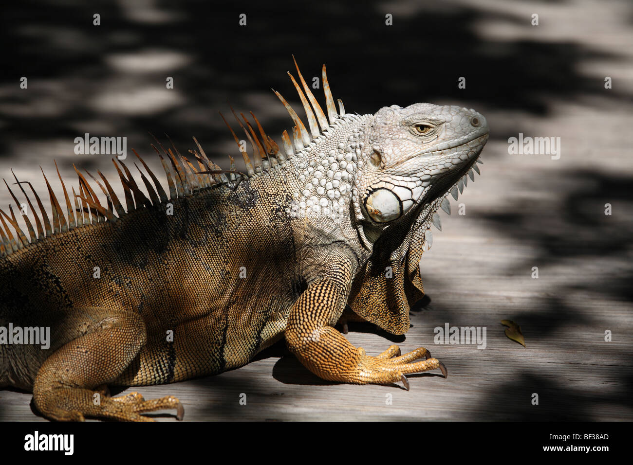 Iguana meat hires stock photography and images Alamy
