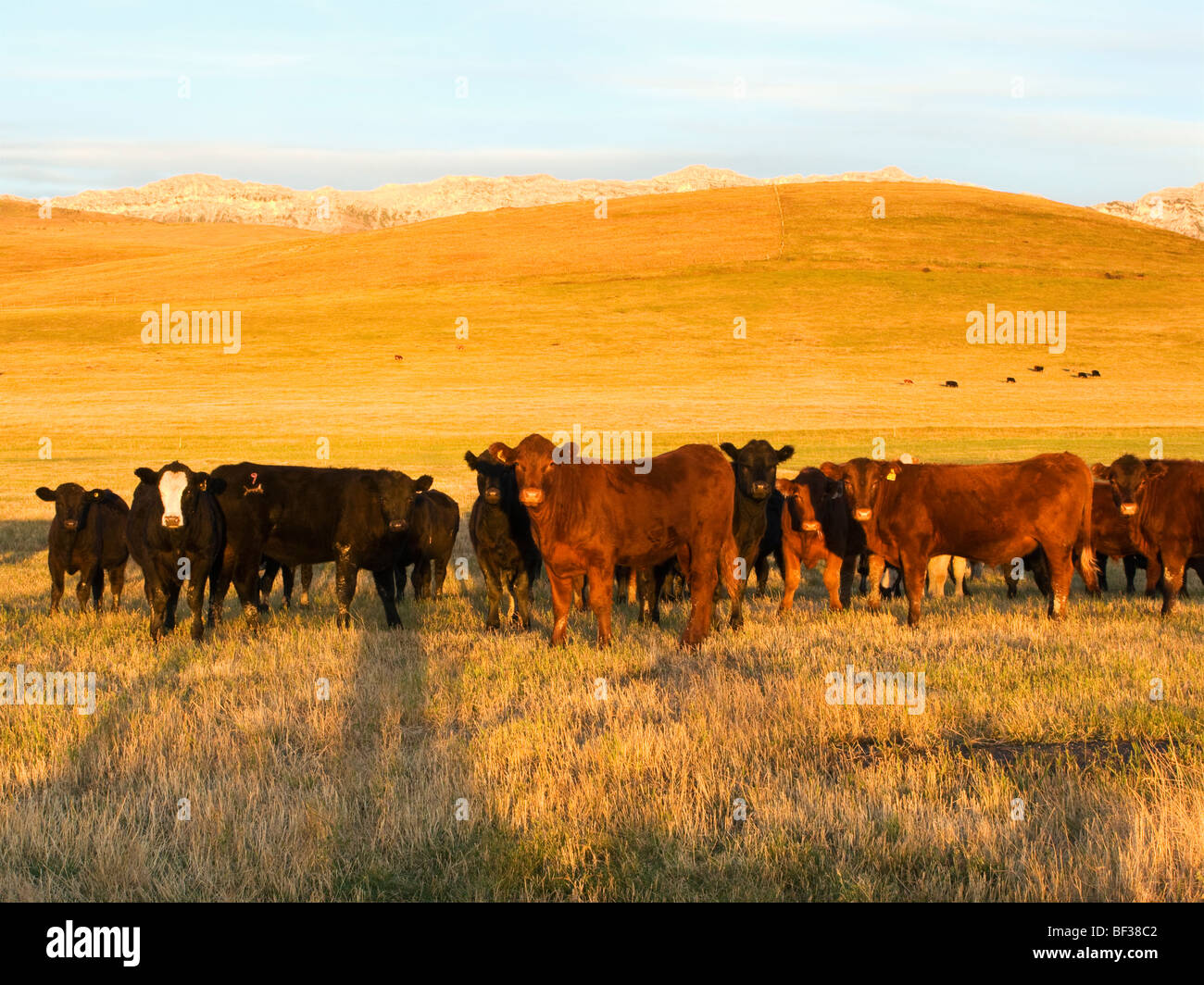 Mixed breeds of beef steers in a cropped farm field and foothills