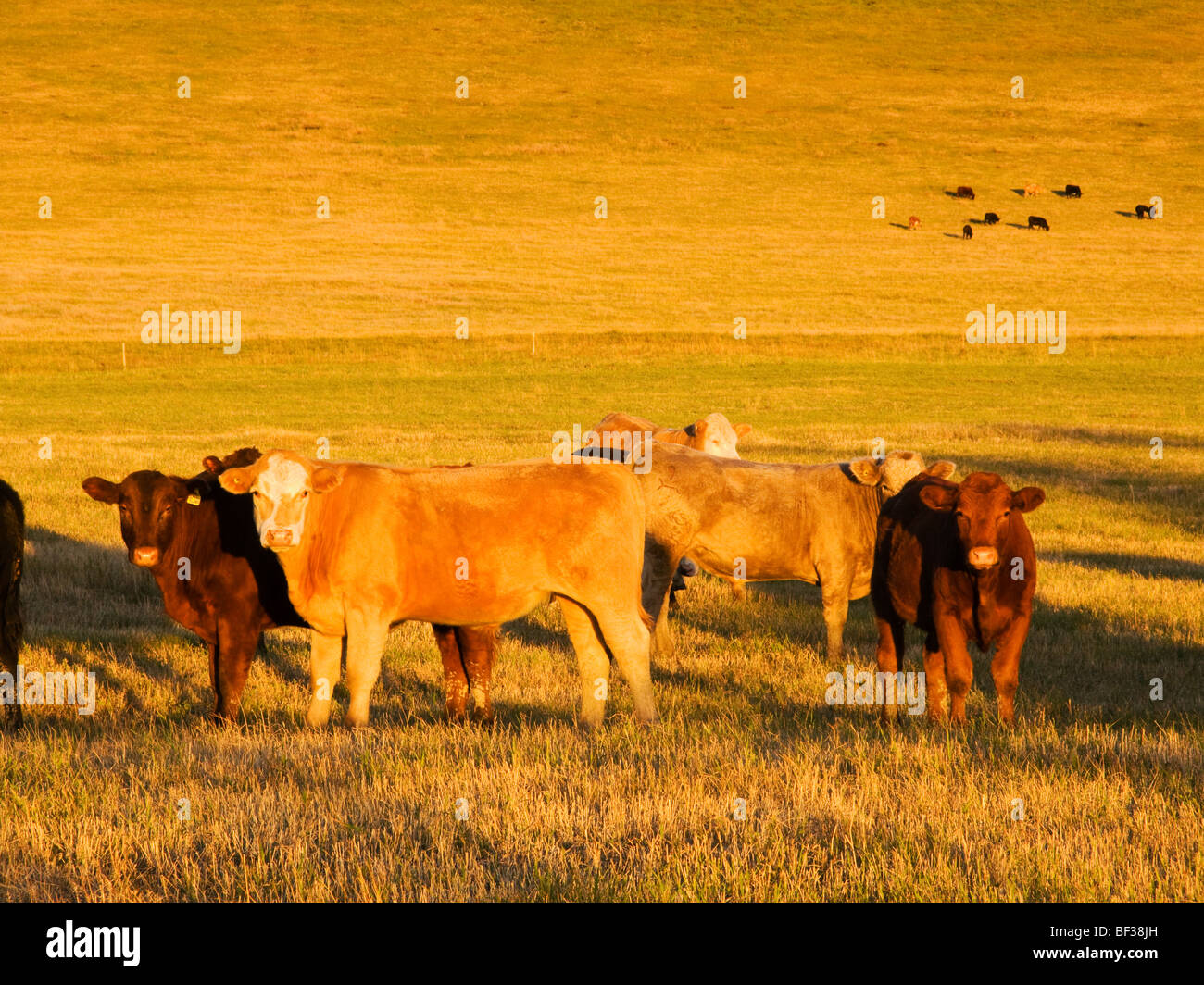 Boran Jersey Cross bulls head to head Stock Photo - Alamy