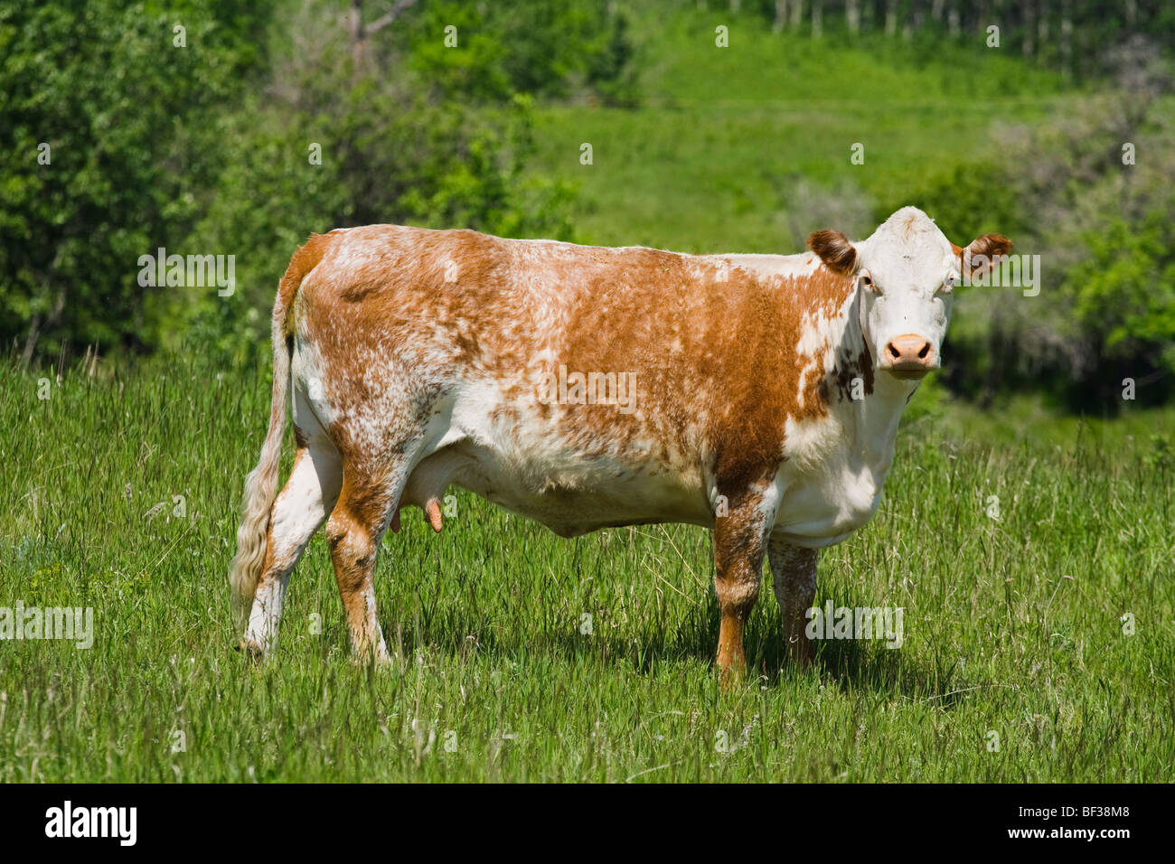 Livestock - Roan shorthorn beef cow standing in a green pasture / Alberta, Canada. Stock Photo