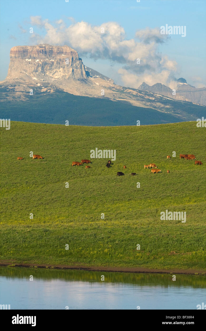 Mixed breed cows and calves grazing on a green foothill pasture with the Canadian Rockies in the background / Alberta, Canada. Stock Photo