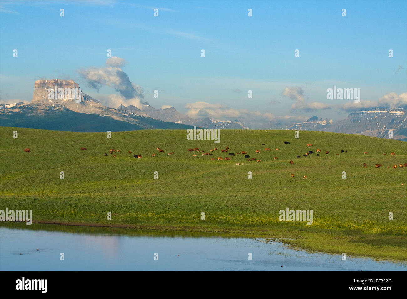 Mixed breed cows and calves grazing on a green foothill pasture with the Canadian Rockies in the background / Alberta, Canada. Stock Photo