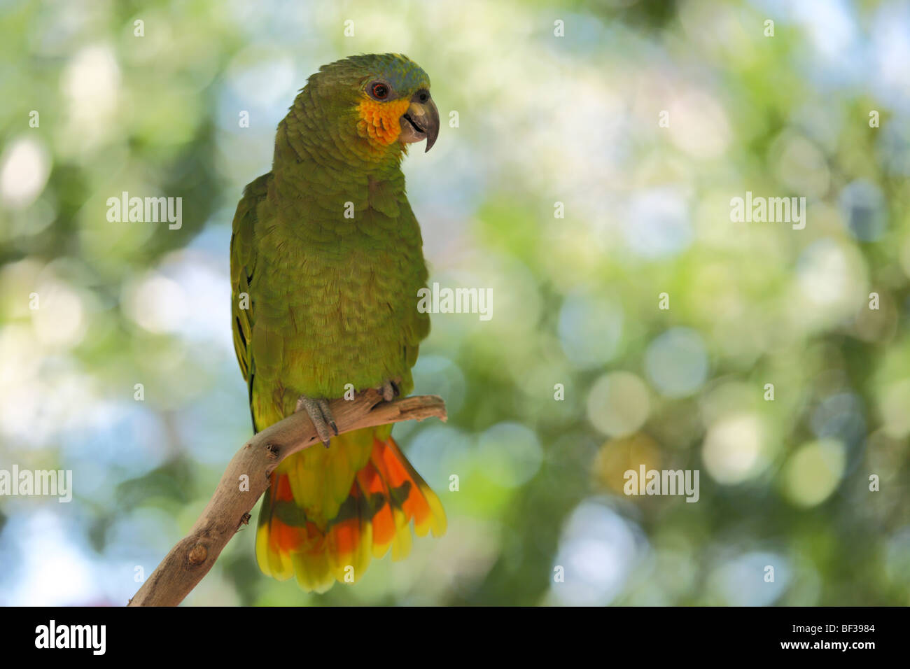Orangewinged Amazon Parrot Stock Photo Alamy