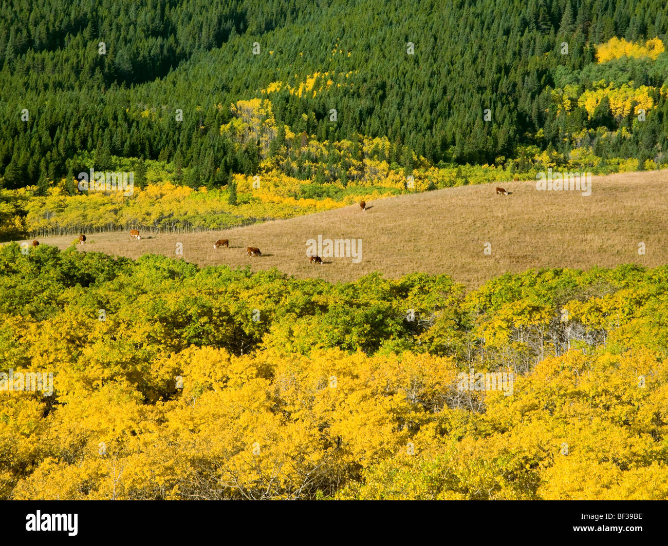 Livestock - Hereford cows grazing on a mountain meadow amidst fall colors / Alberta, Canada. Stock Photo