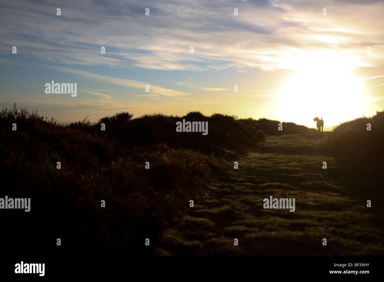 Dog walking on hills at Sunset Stock Photo Alamy
