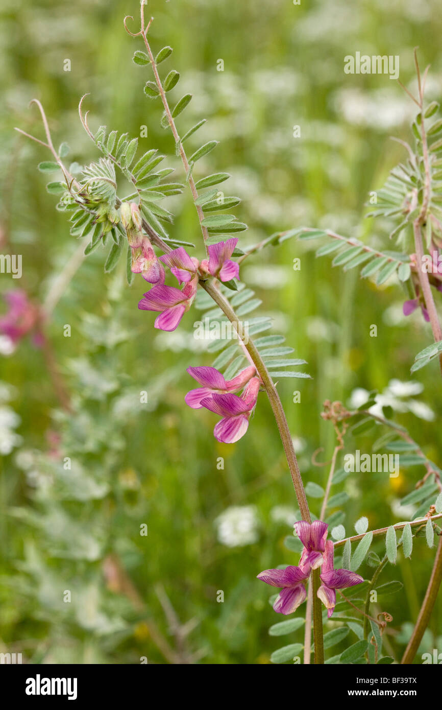 Hungarian or Pannonic Vetch Vicia pannonica in flower, Parnassus, Greece. Stock Photo