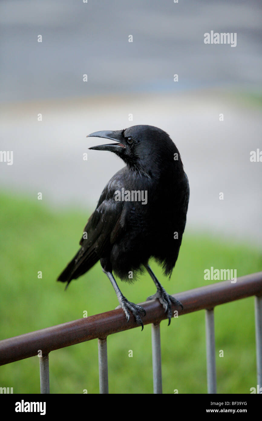Black Bird Stock Photo