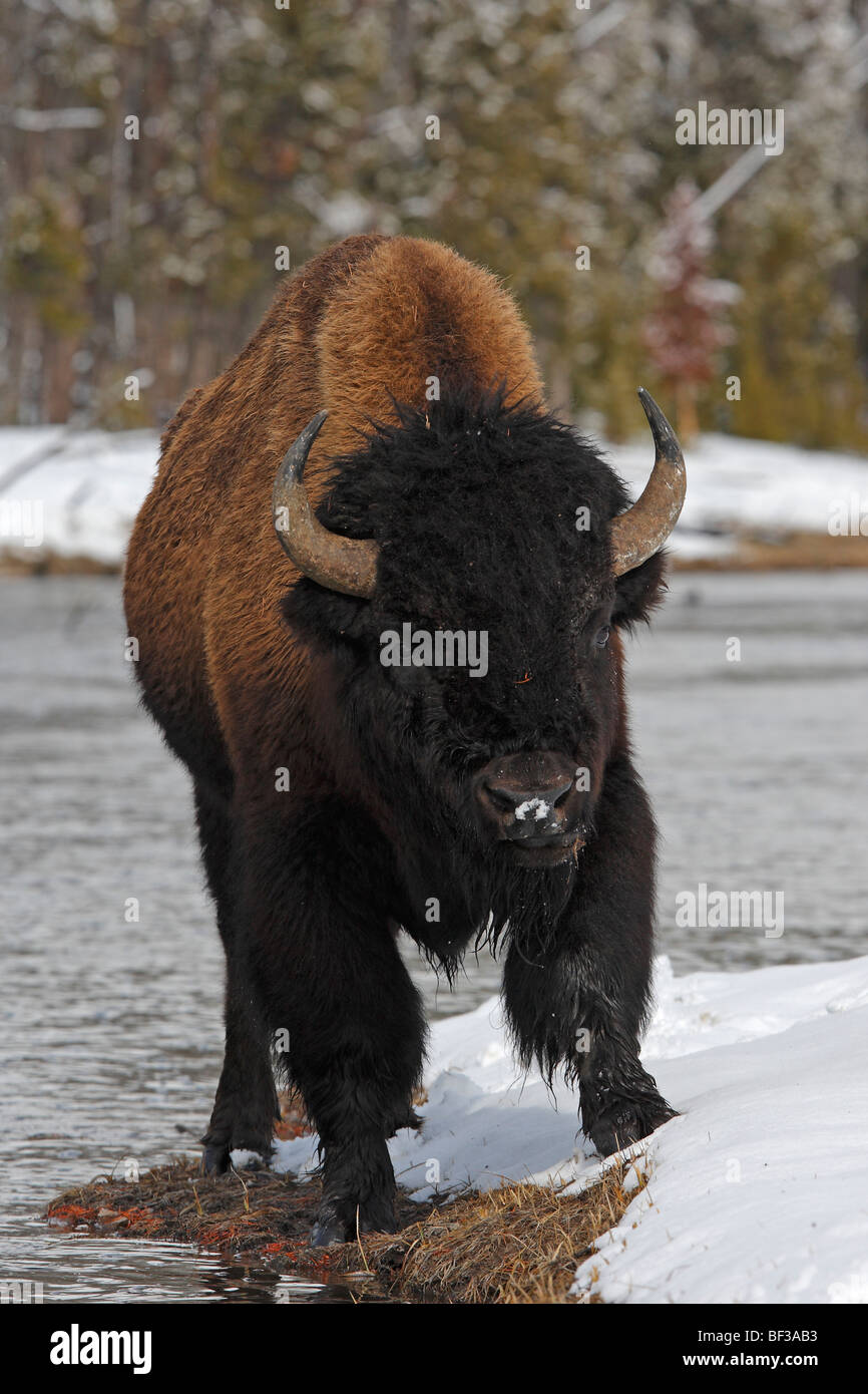 Bison (Bison bison) standing at the waters edge in snow, Yellowstone National Park. Stock Photo