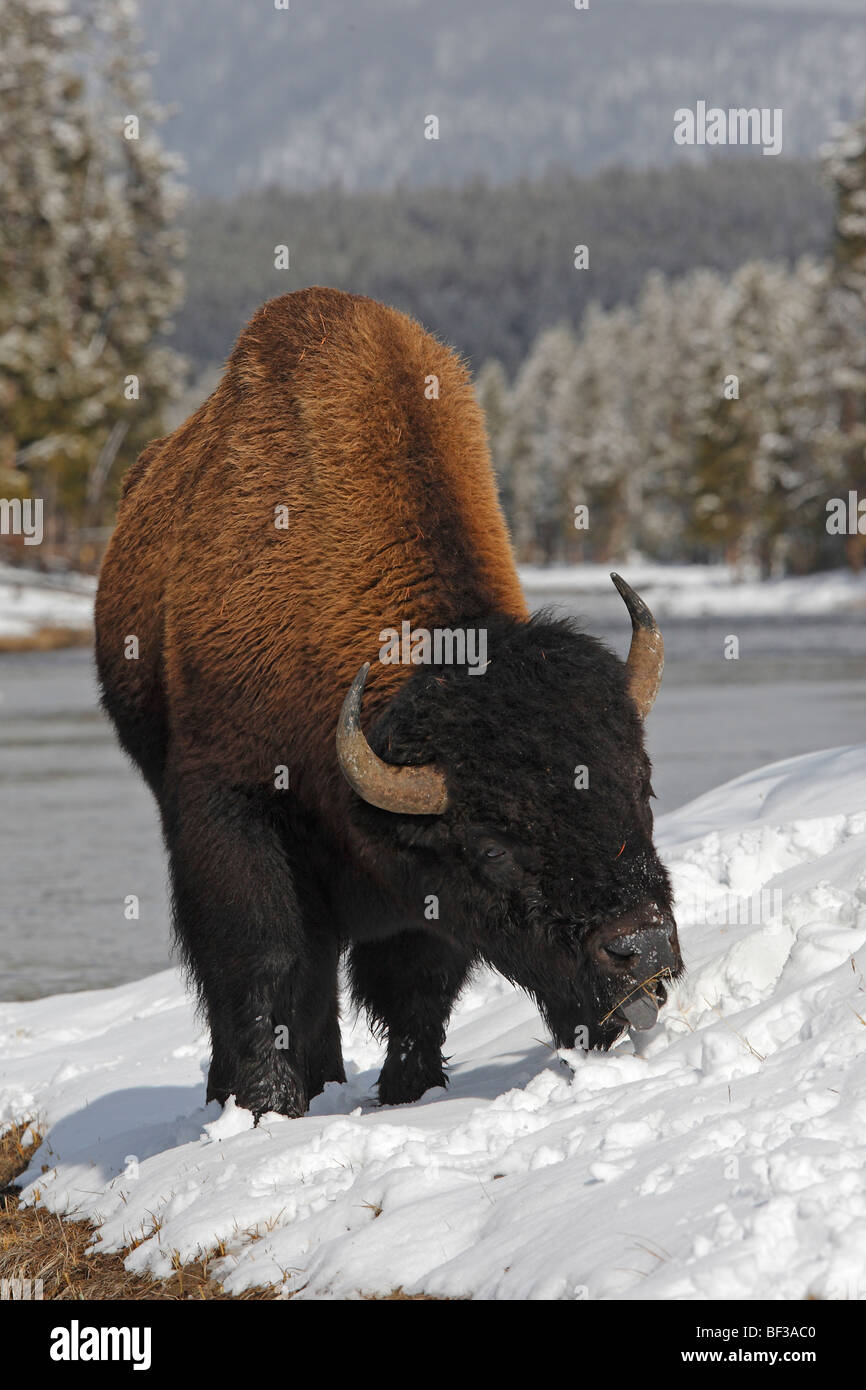 Bison (Bison bison) standing at the waters edge in snow feeding, Yellowstone National Park. Stock Photo