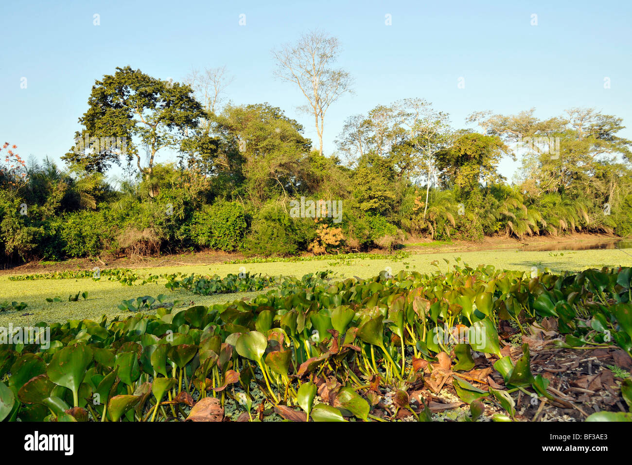 River and tropical forest, Pantanal, Miranda, Mato Grosso do Sul, Brazil Stock Photo
