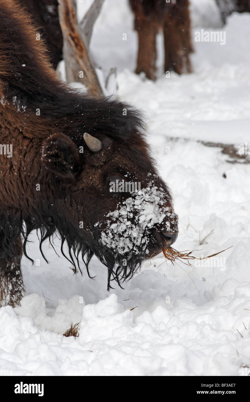 Bison (Bison bison) eating grass which its has dug from underneath the ... Biology Diagrams