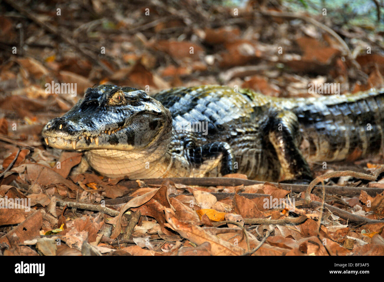 Pantanal caiman, Caiman crocodilus yacare, San Francisco Ranch, Miranda, Mato Grosso do Sul, Brazil Stock Photo