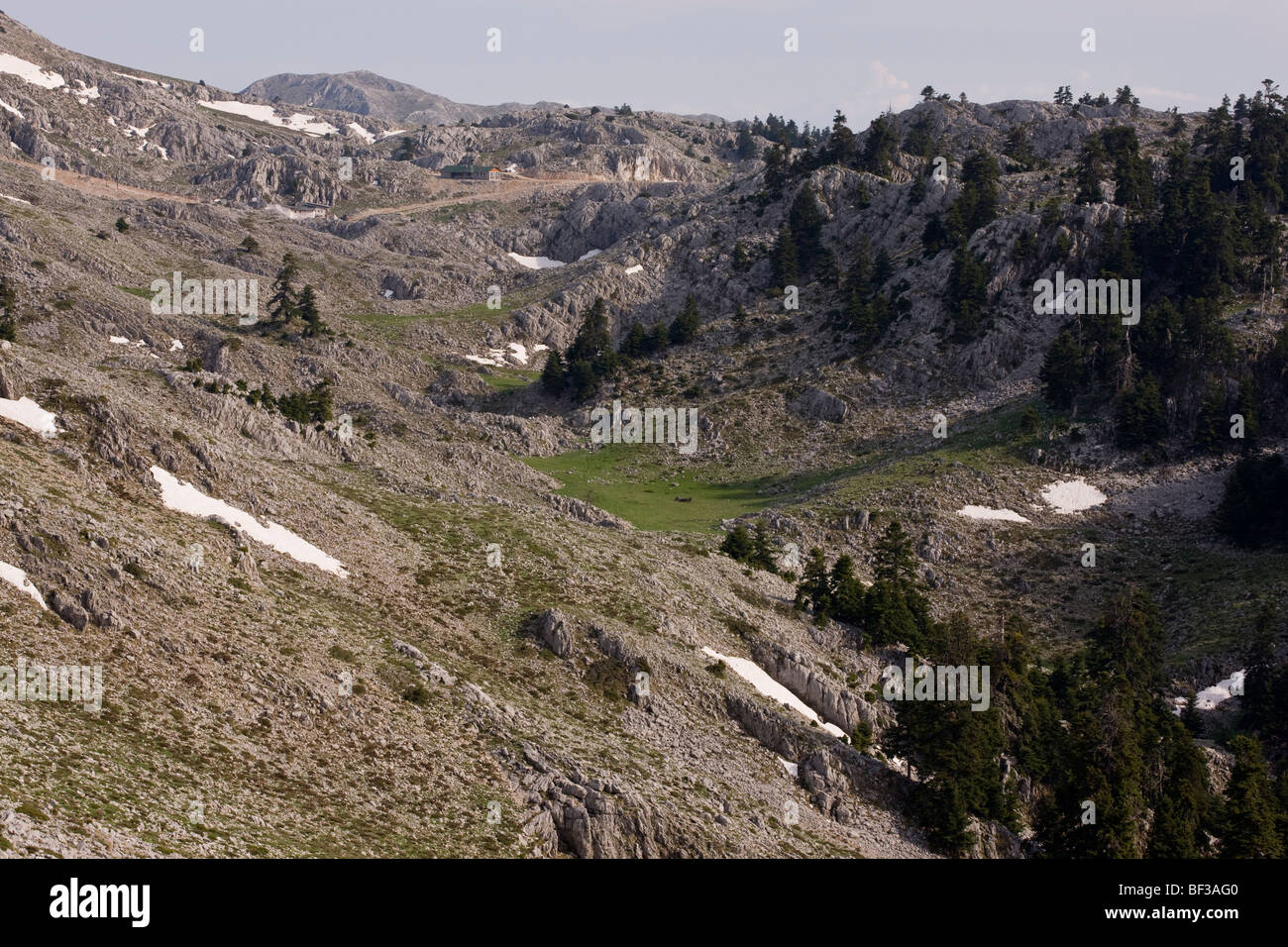 Dramatic karst limestone scenery, with greek firs, at about 1700m in Mount Parnassus National Park Stock Photo