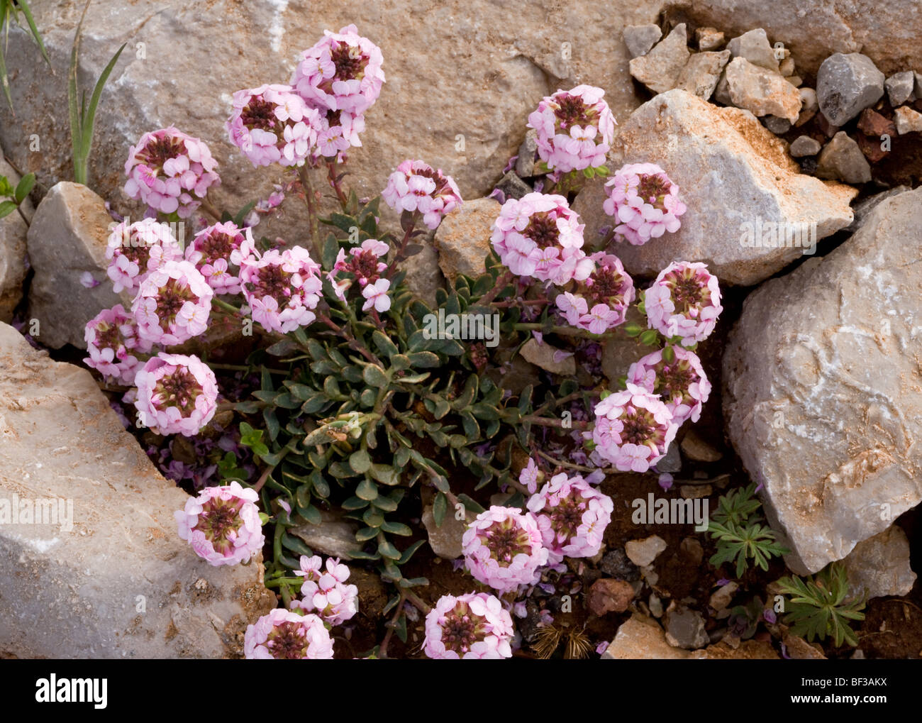 Burnt candytuft Aethionema saxatile in flower, on limestone, Mount Parnassus, Greece. Stock Photo