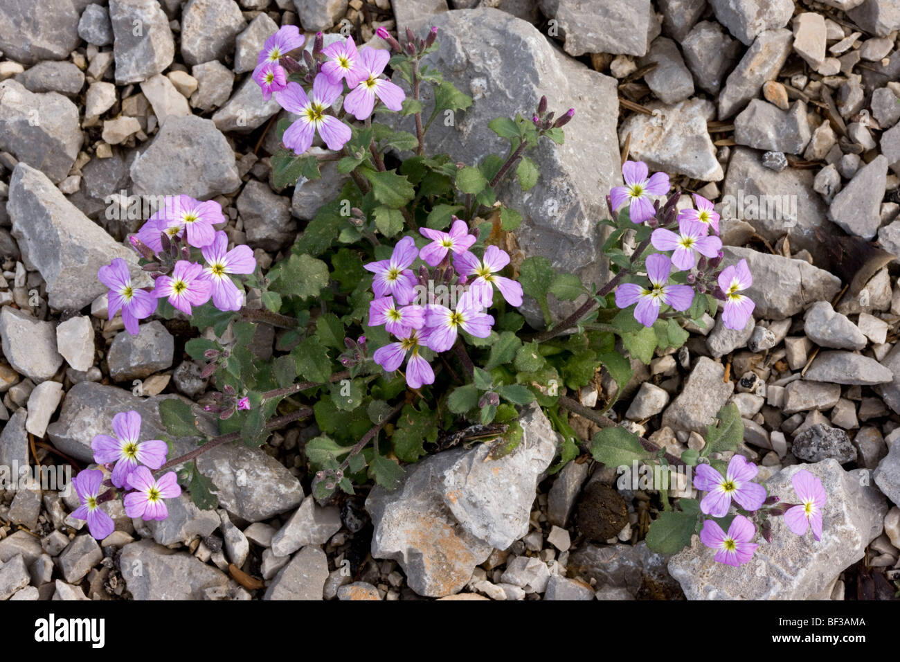 Aubretia aubrieta hi-res stock photography and images - Alamy