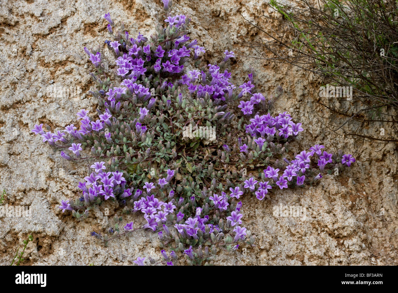 An endemic bellflower Campanula topaliana ssp. delphica on limestone cliff, Mount Parnassus, Greece Stock Photo