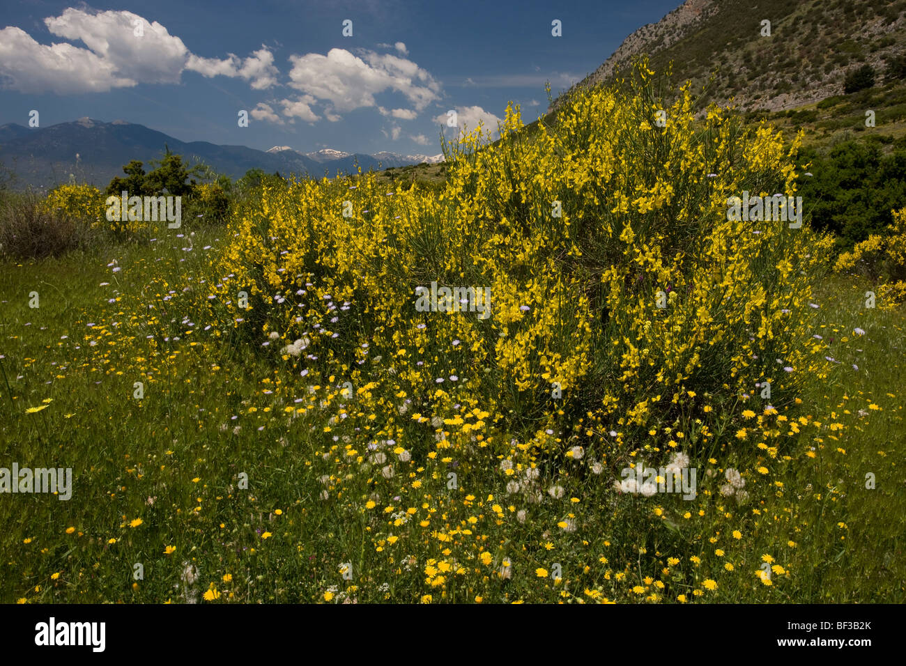 Spanish Broom Spartium junceum in flower at Delphi, Greece Stock Photo