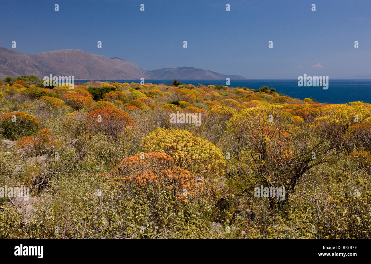 Mass of Tree Spurge Euphorbia dendroides beginning to colour up; on the shores of the Gulf of Corinth (Korinth), Greece. Stock Photo
