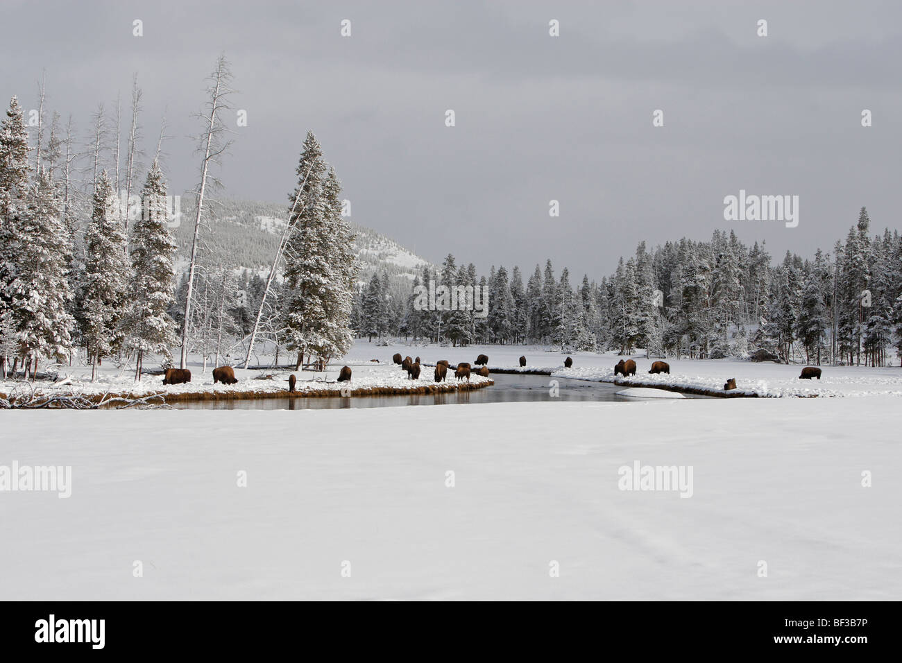 Bison (Bison bison). Herd grazing on both sides of Madison River in winter, Yellowstone National Park. Stock Photo