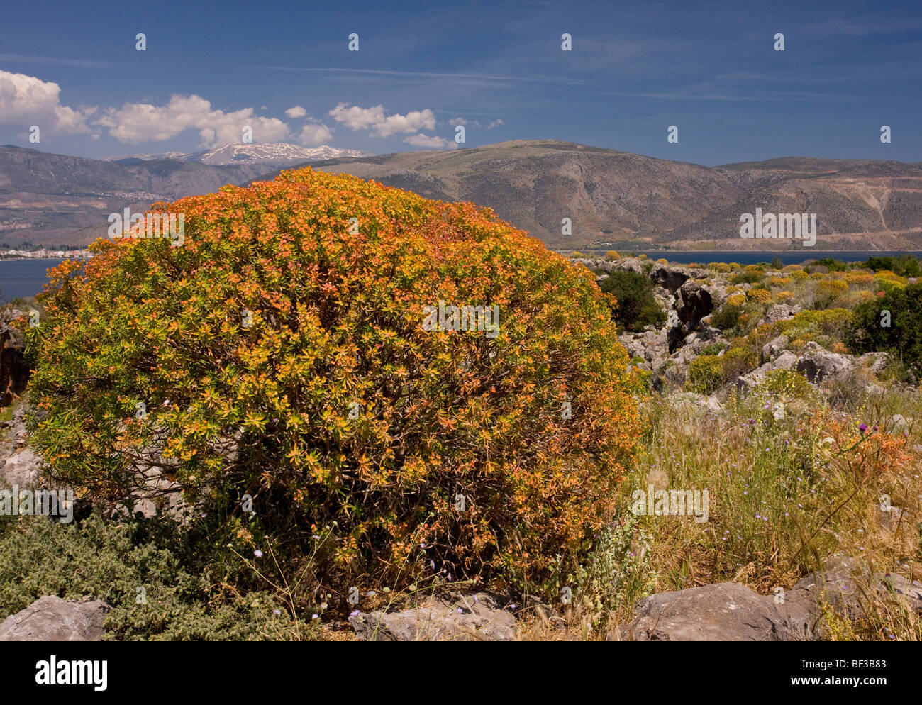 Mass of Tree Spurge Euphorbia dendroides beginning to colour up; on the shores of the Gulf of Corinth (Korinth), Greece. Stock Photo