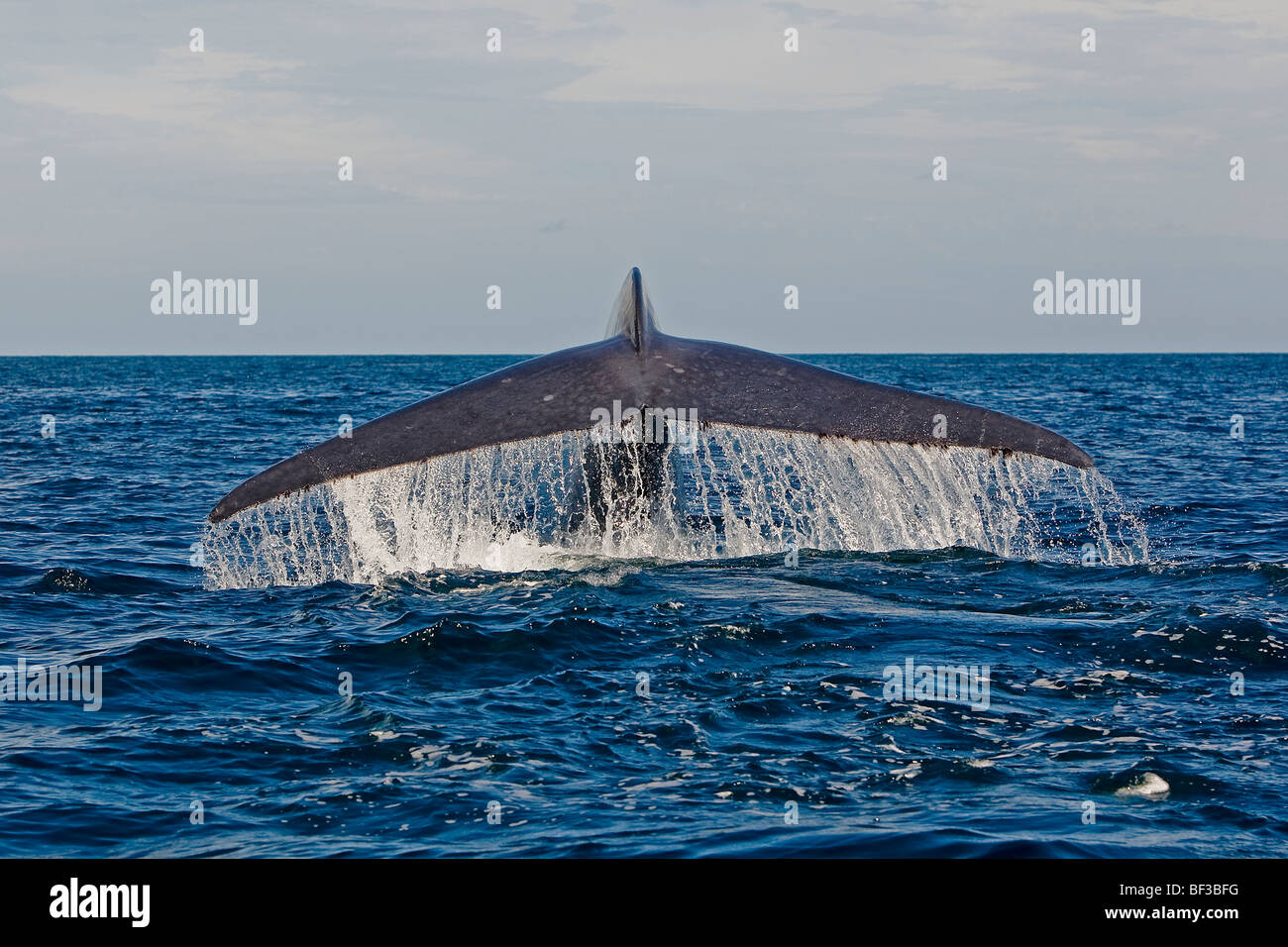 Blue Whale (Balaenoptera musculus), fluking. Stock Photo