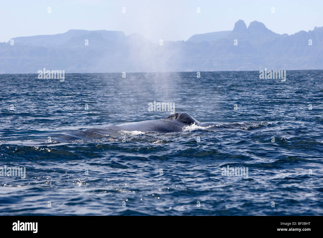 Blue Whale (Balaenoptera musculus) blowing at the surface. Stock Photo