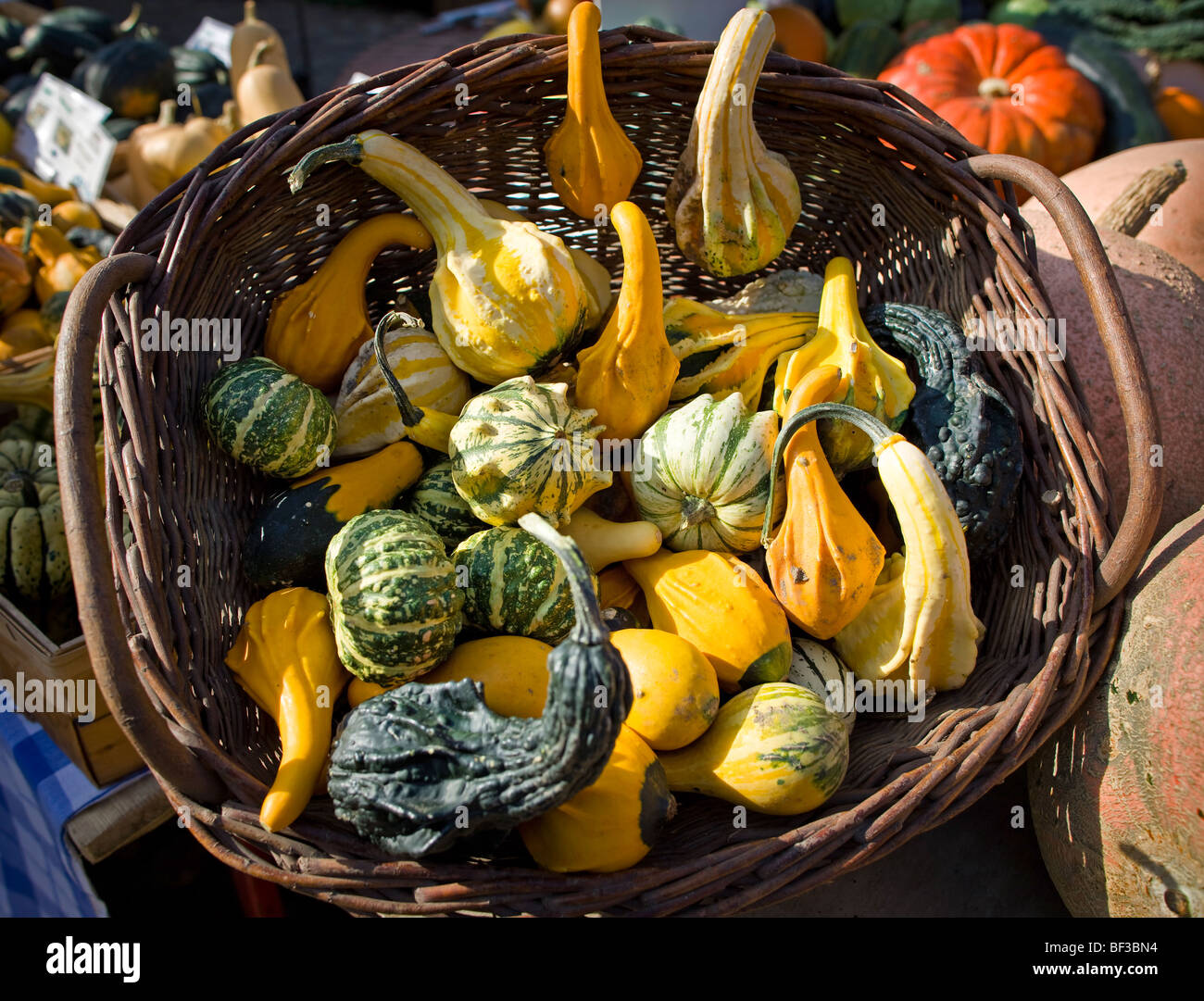 Pumpkins in a basket Stock Photo