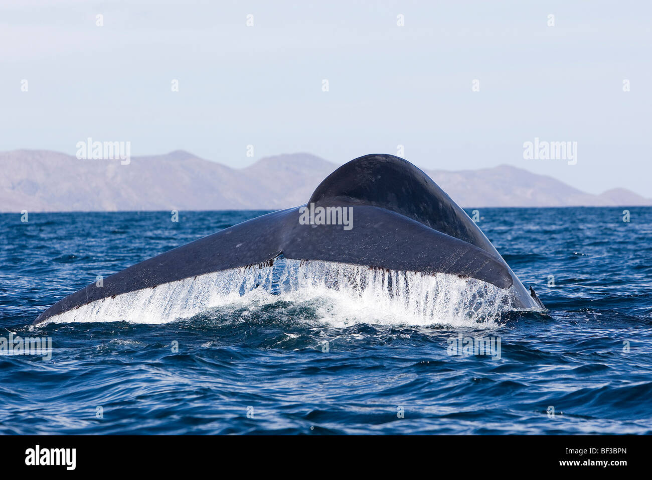 Blue Whale (Balaenoptera musculus), fluking. Stock Photo