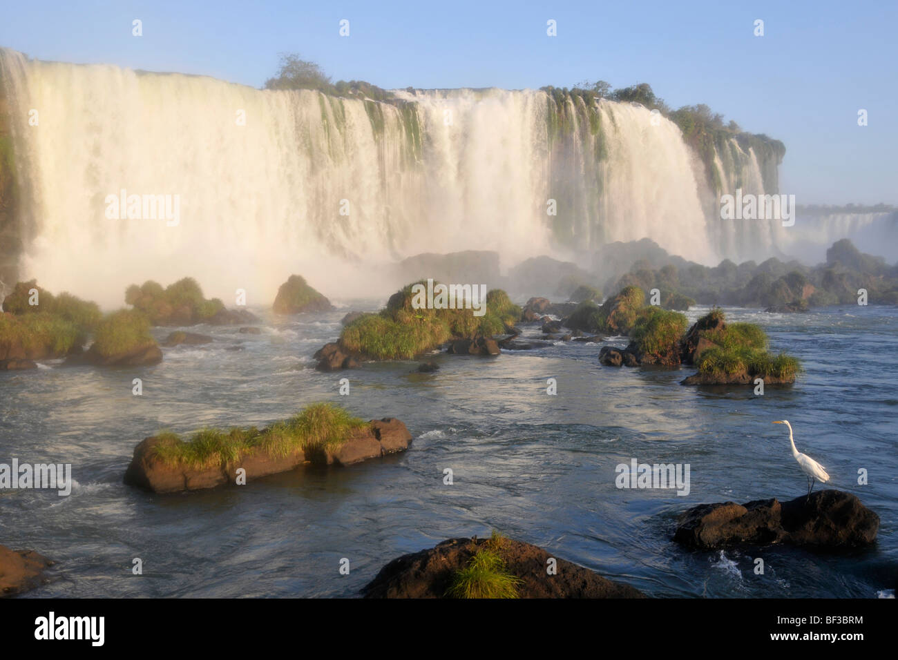 Egret, Egretta alba, at Iguazu Falls, Foz do Iguacu, Parana, Brazil