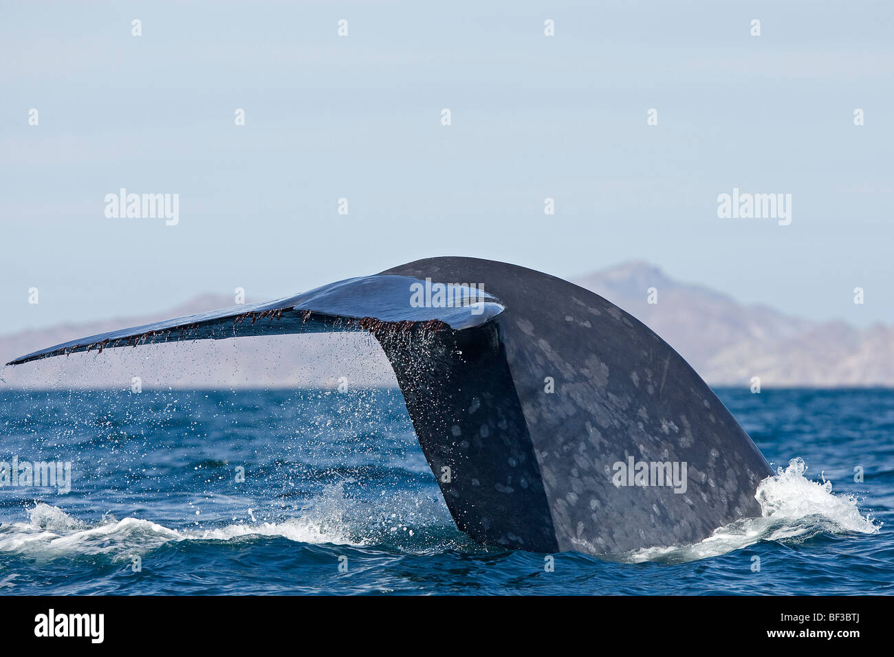 Blue Whale (Balaenoptera musculus), fluking. Stock Photo