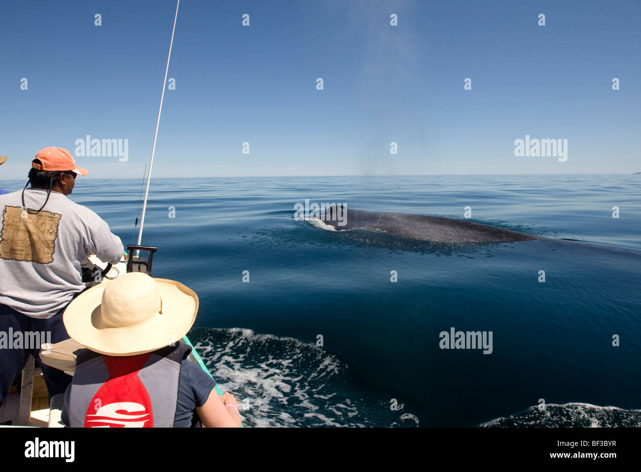 Blue Whale (Balaenoptera musculus). Whale-watchers watching blowing whale. Stock Photo