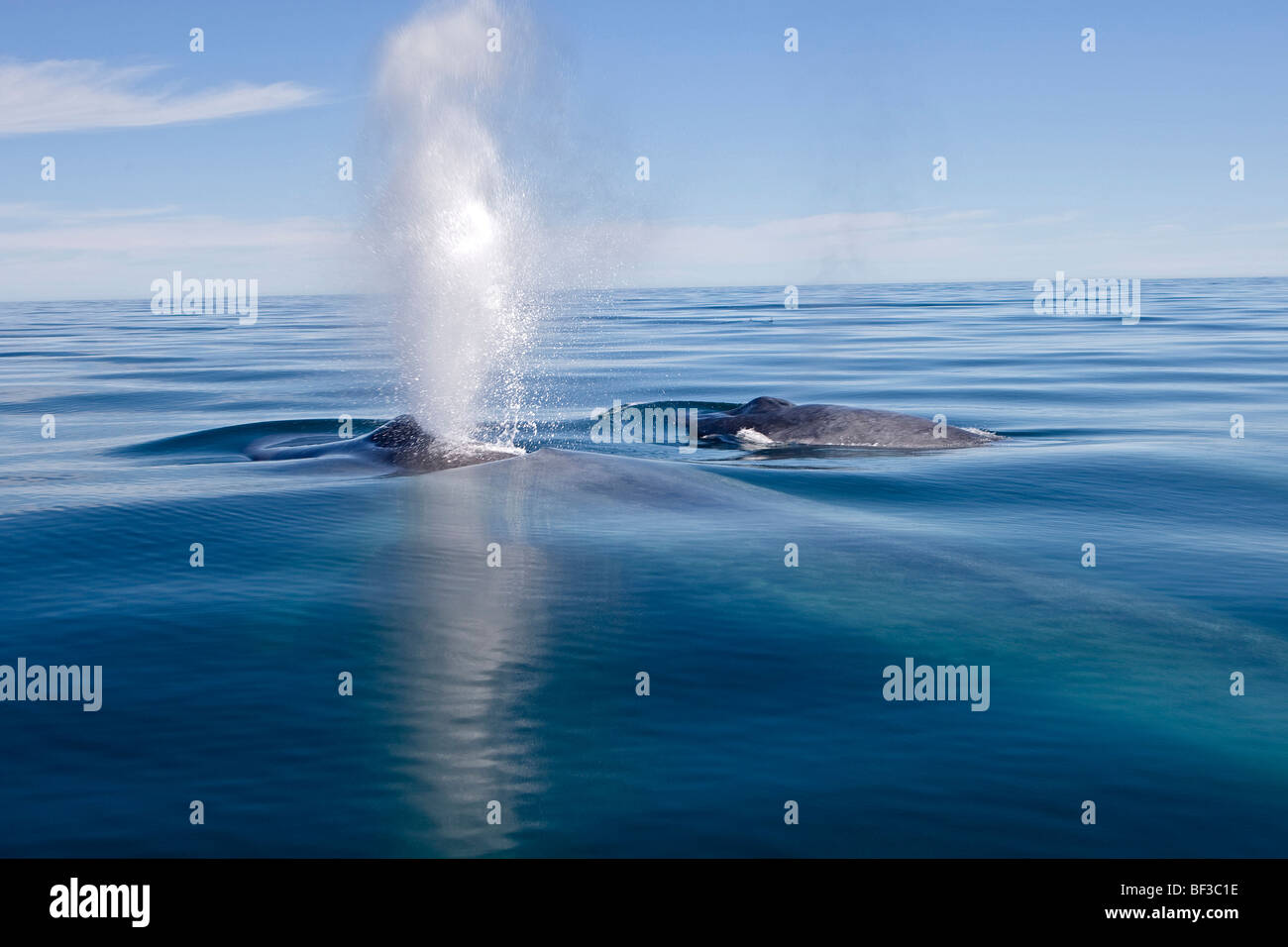 Blue Whale (Balaenoptera musculus) blowing at the surface. Stock Photo