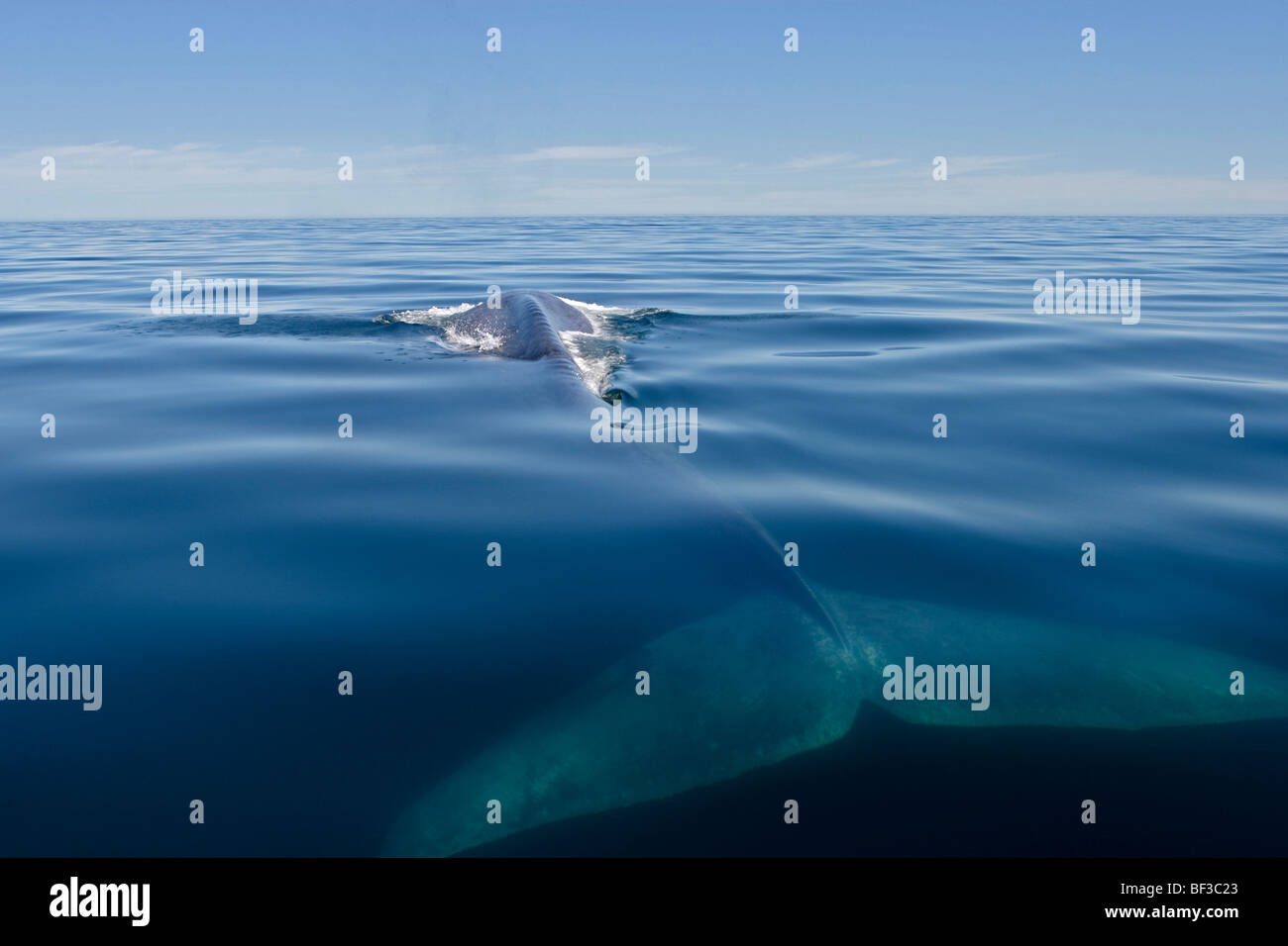 Blue Whale (Balaenoptera musculus) swimming at the surface. Stock Photo