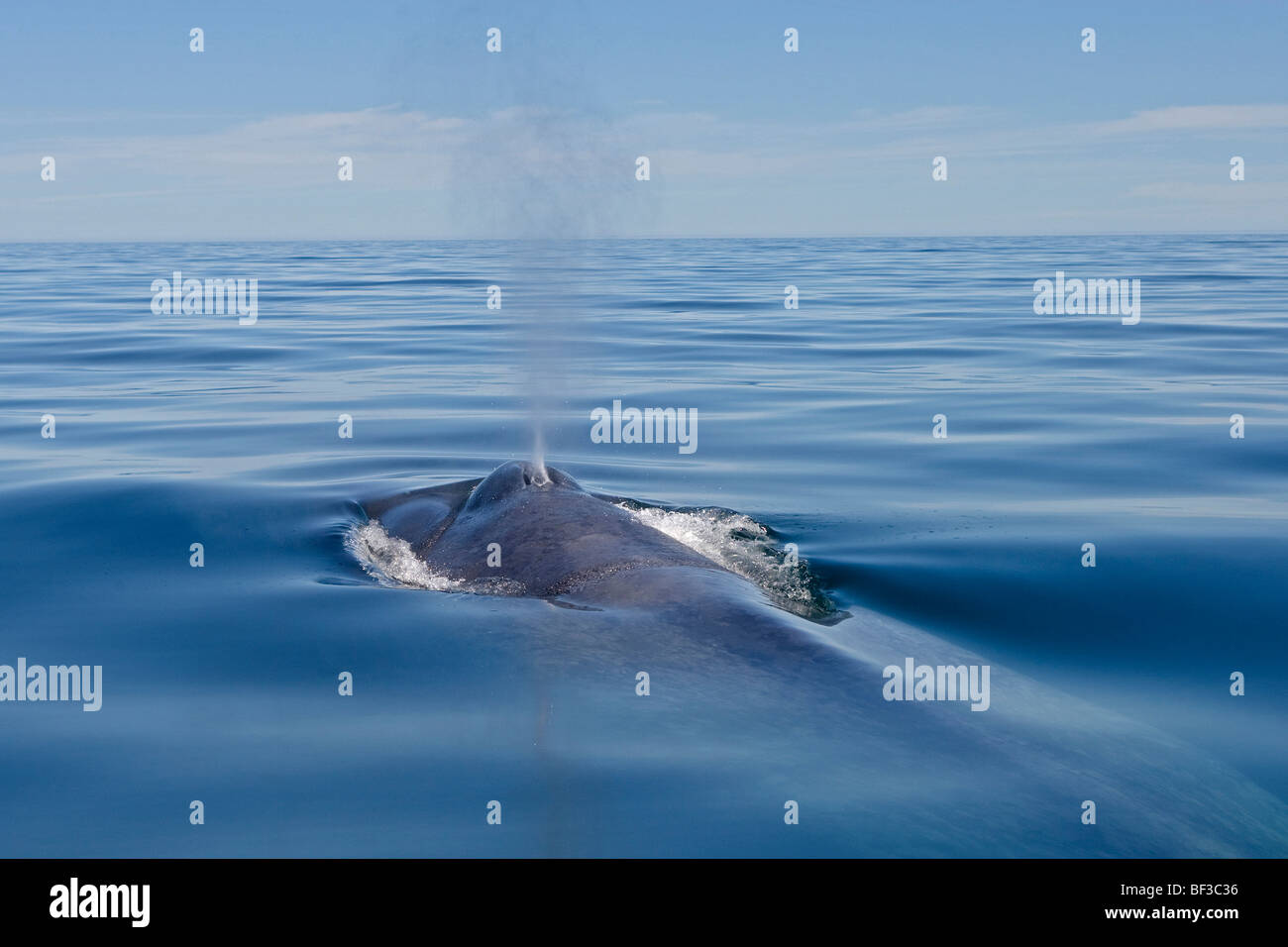 Blue Whale (Balaenoptera musculus) blowing at the surface. Stock Photo