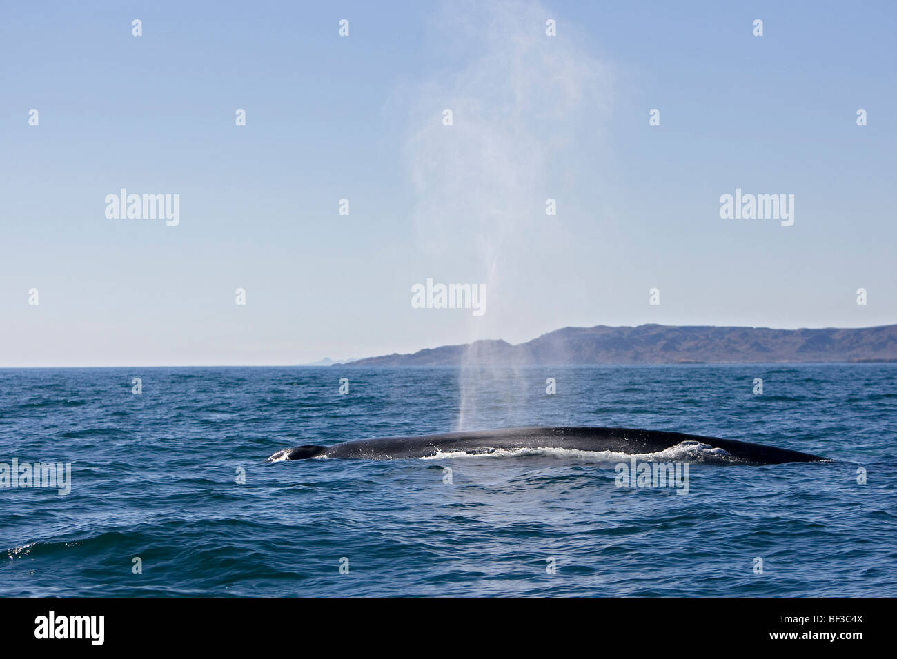 Blue Whale (Balaenoptera musculus) blowing at the surface. Stock Photo