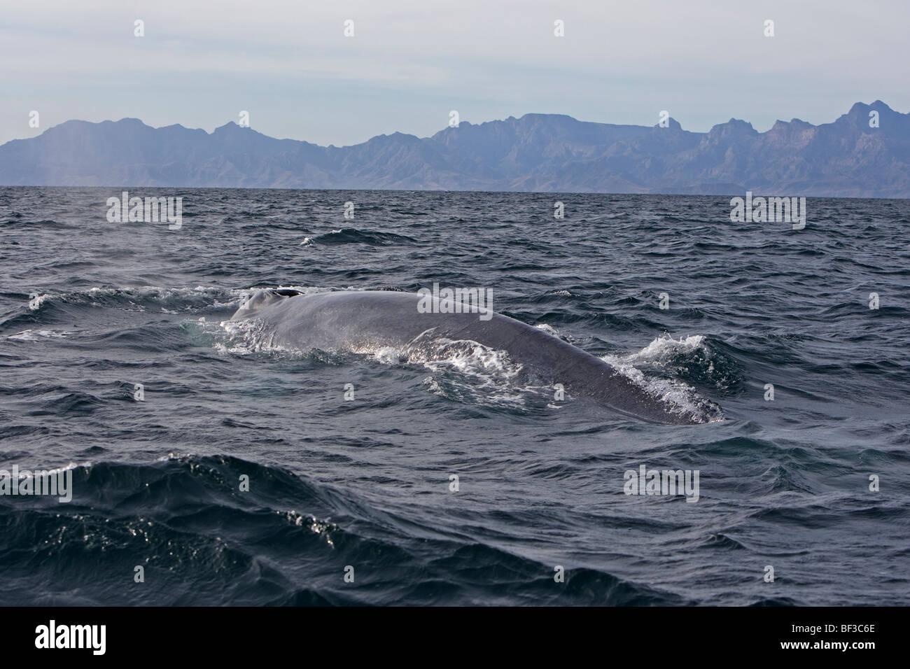Blue Whale (Balaenoptera musculus) swimming at the surface. Stock Photo