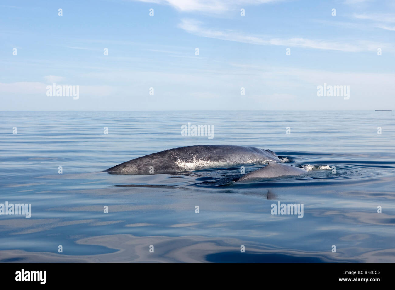 Blue Whale (Balaenoptera musculus), female with calf. Stock Photo