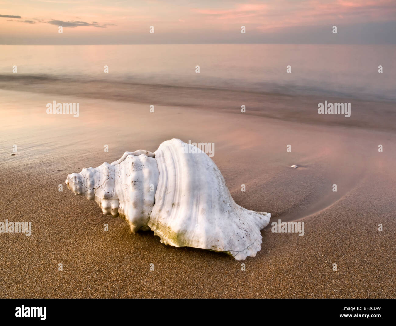 Lonely white shell on the sand of a beach at sunset. Long time of ...