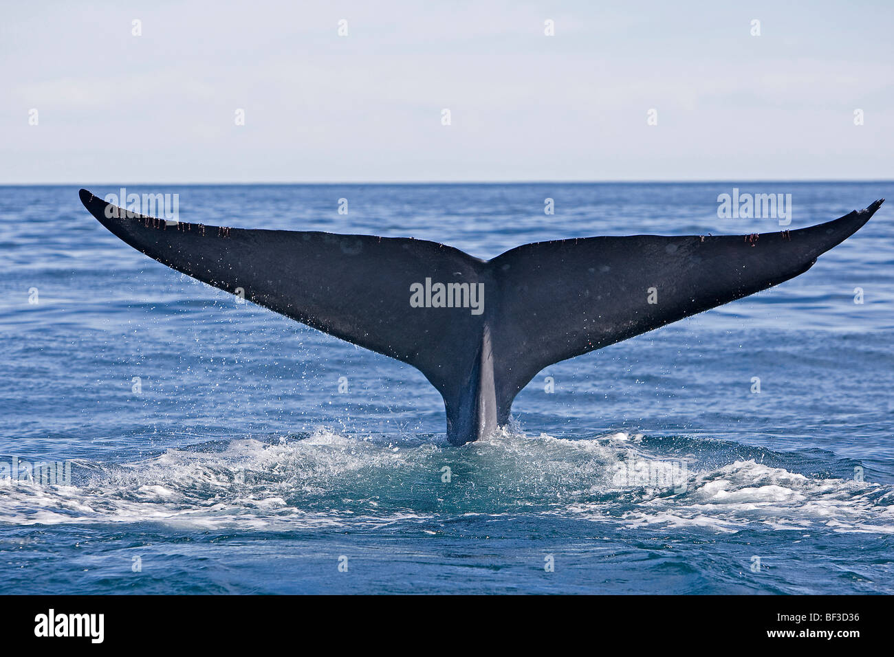 Blue Whale (Balaenoptera musculus), fluking. Stock Photo